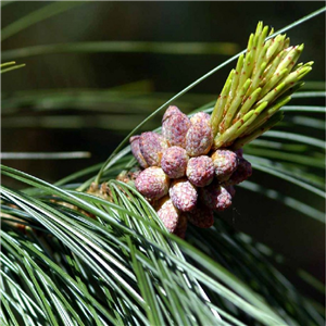 Pinus Wallichiana (Bhutan Pine)